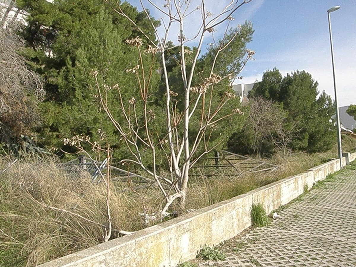 znjan zeleni dalmacije  2 