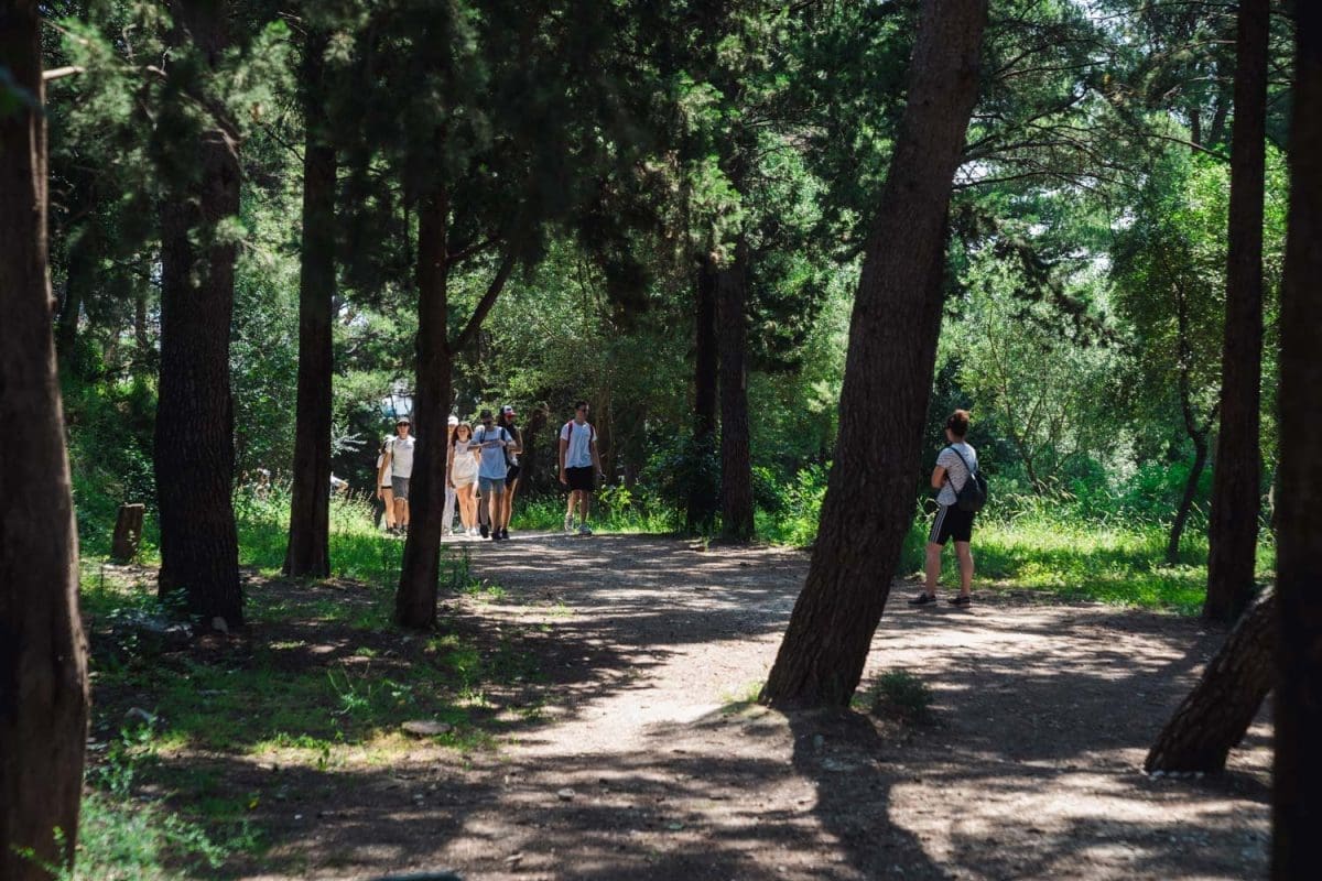 5 29 zelena transverzala 3