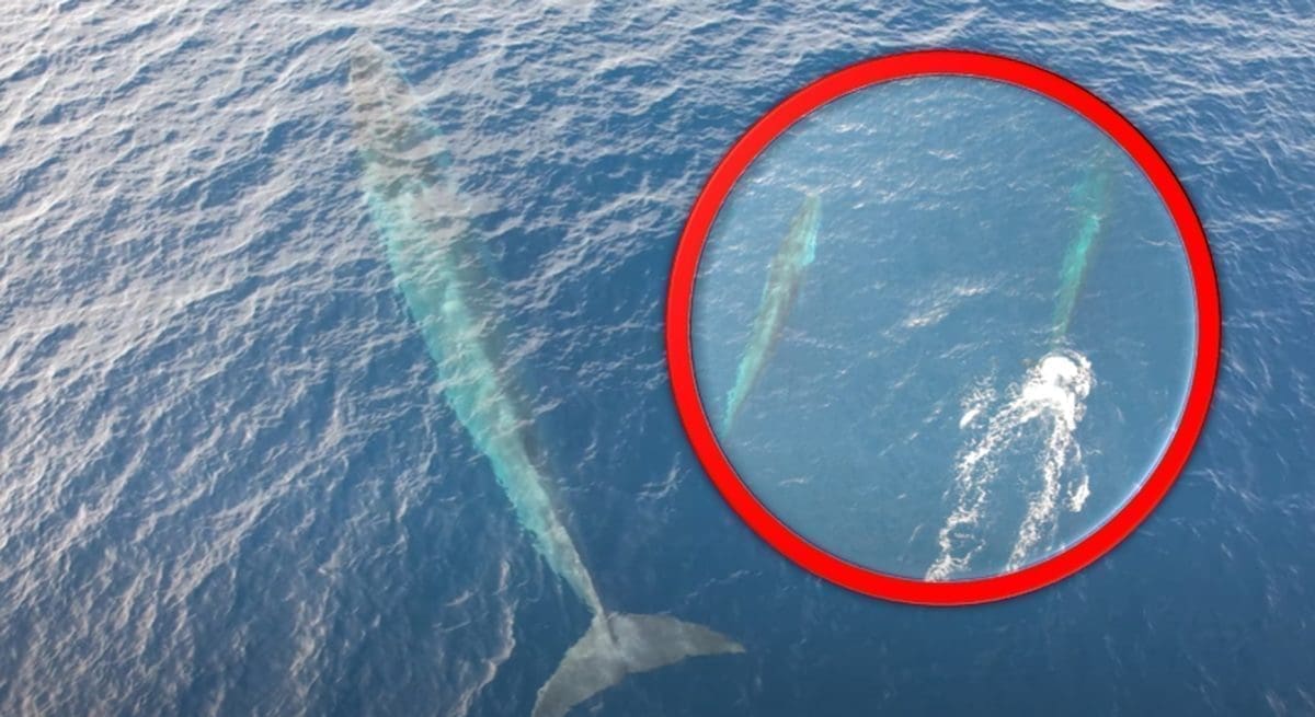 MNOGI ĆE SE ŠOKIRATI I PRESTRAŠITI Ovaj prizor snimljen je kod dalmatinskog otoka: Što je to u moru?