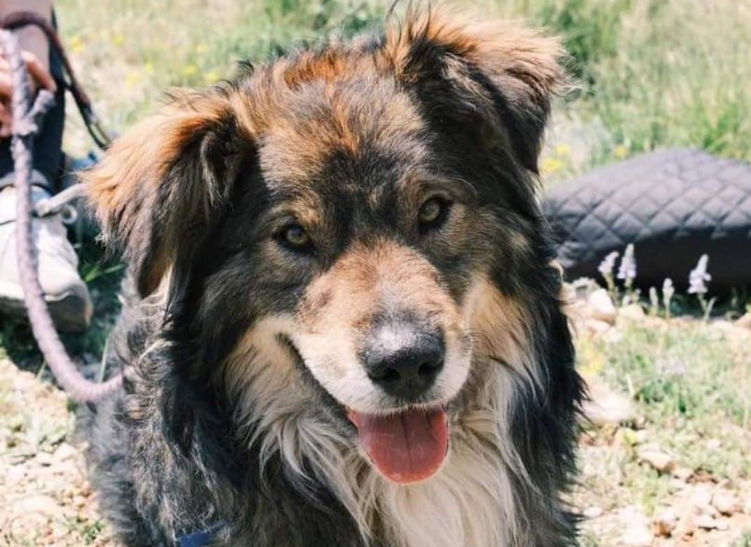 TRAŽI SE LOBEL Očajni vlasnici mole za pomoć. Jeste li ga vidjeli?