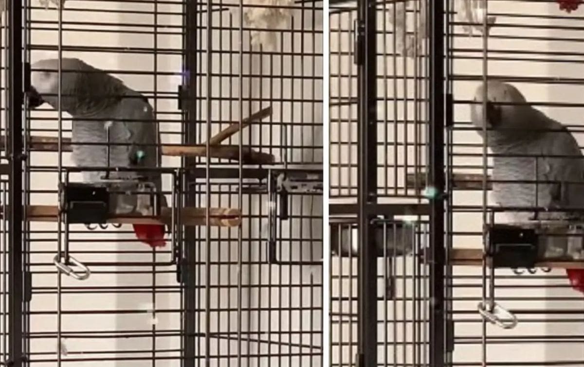 VIDEO I životinje su propjevale 'Mamu ŠČ'! Poslušajte papigu koja izvodi pjesmu grupe Let 3