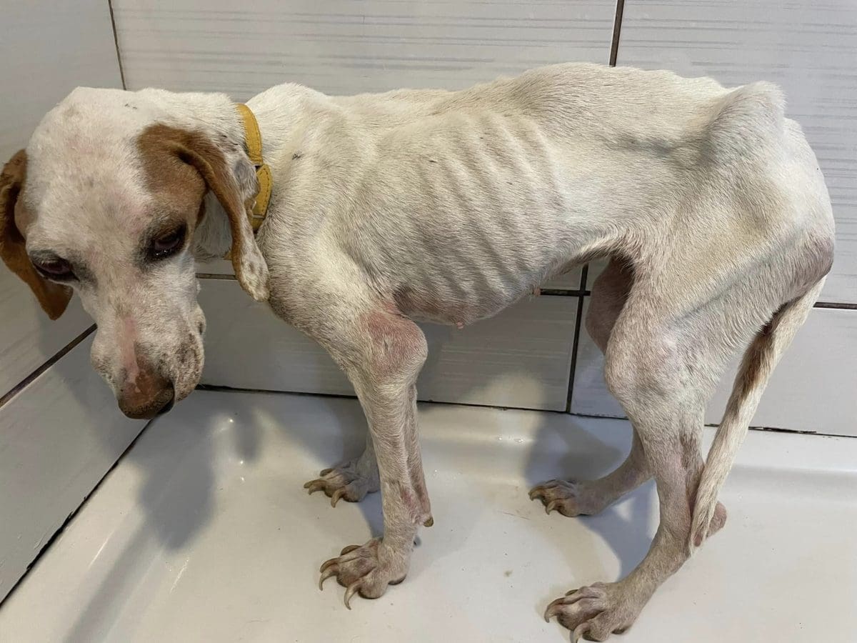 UZNEMIRUJUĆI SADRŽAJ Potresne fotografije zapuštenog psa: "Veterinar iz Benkovca ga je cijepio u ovakvom stanju"