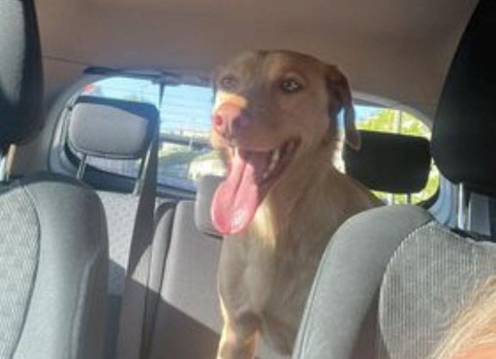 NA SIROBUJI PRONAĐEN PAS Trčao je cestom: Pomozimo ga vratiti vlasniku