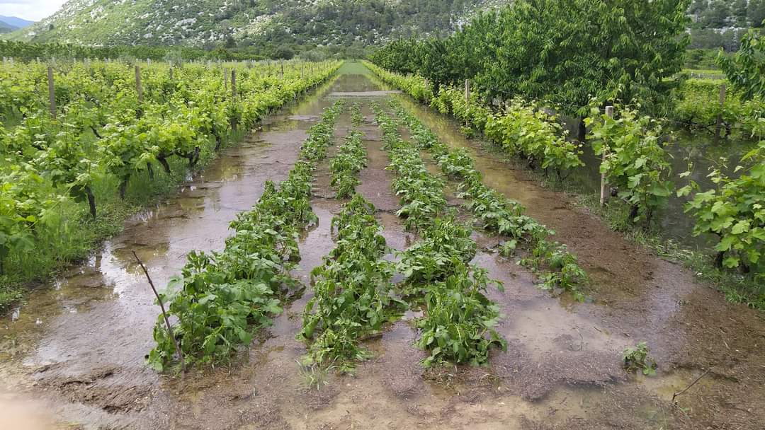 poplava steta vrgorsko polje 4