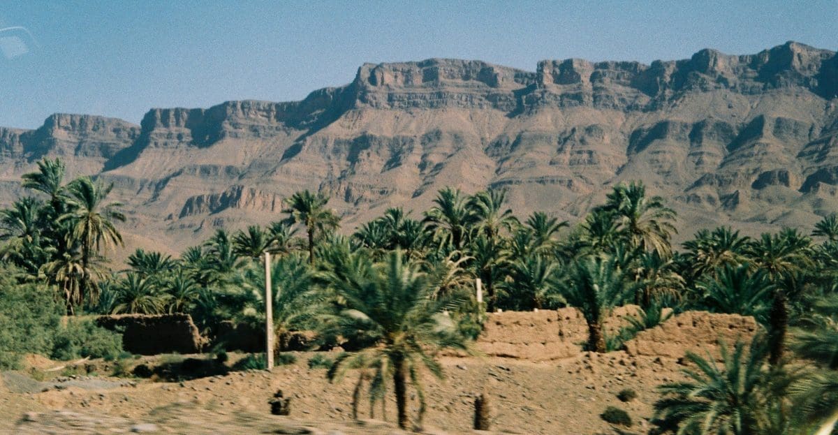 Where palm trees are born 2018 Afrika