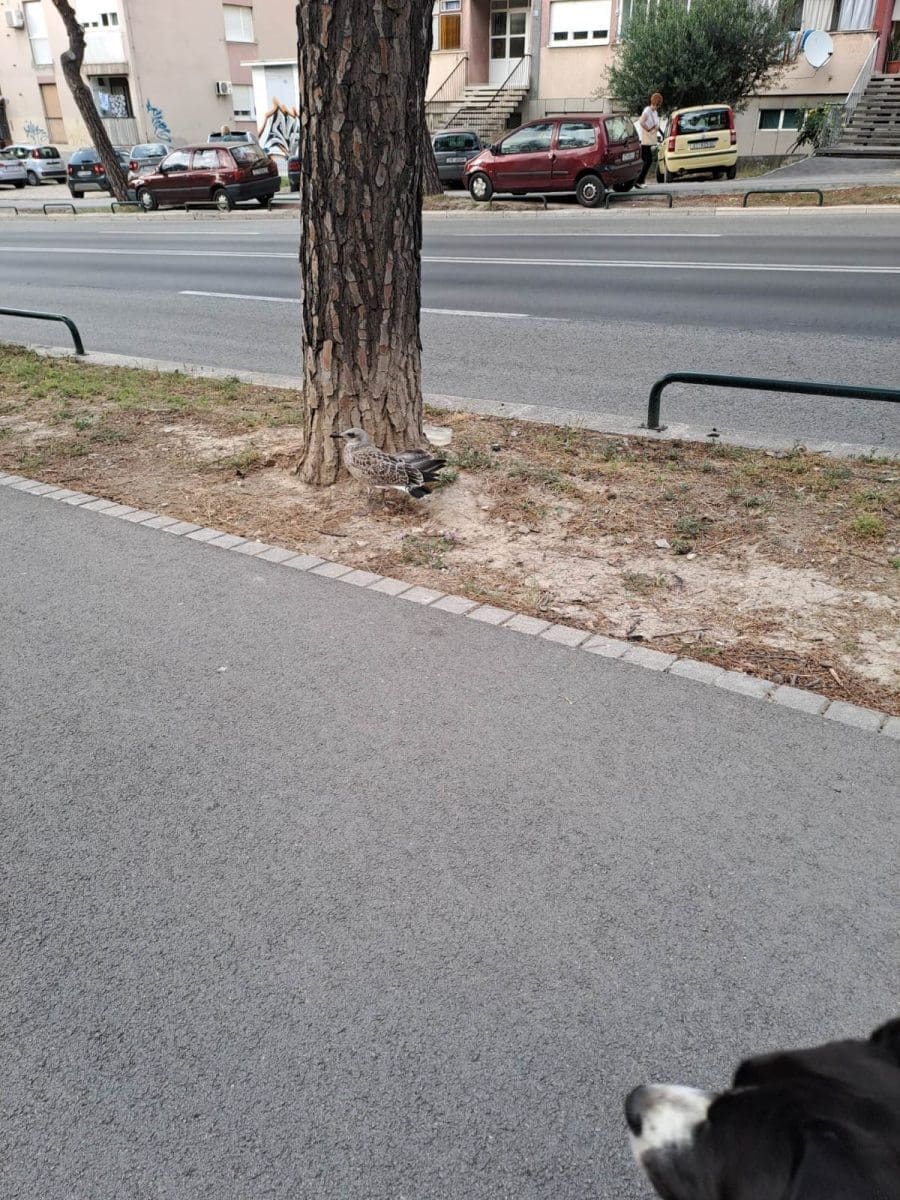 galeb slomljena krila