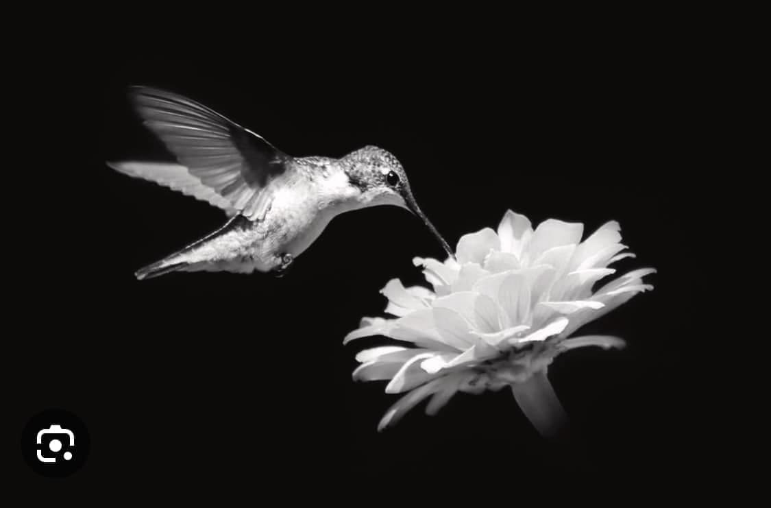 NEIZMJERNA TUGA Preminuo još jedan kolibrić: "Suze liječe. Uspomene tješe. Ljubav živi zauvijek"