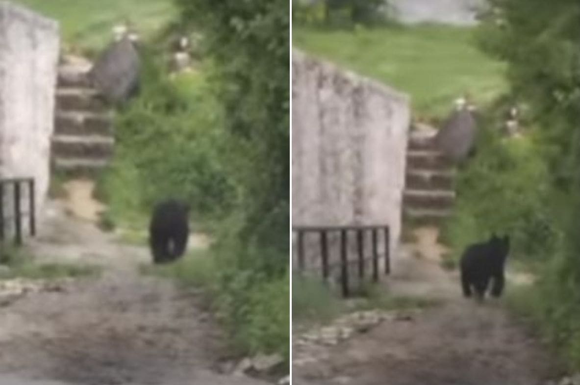 PANIKA U SUSJEDSTVU Medvjed se prošetao školskim dvorištem, ravnateljica uputila apel roditeljima