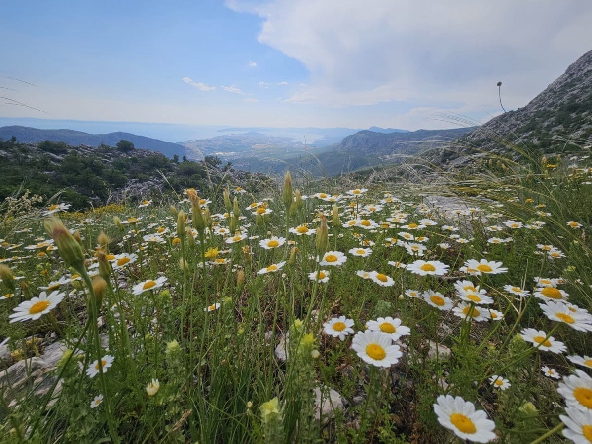 mosor kozik trposnjik 3