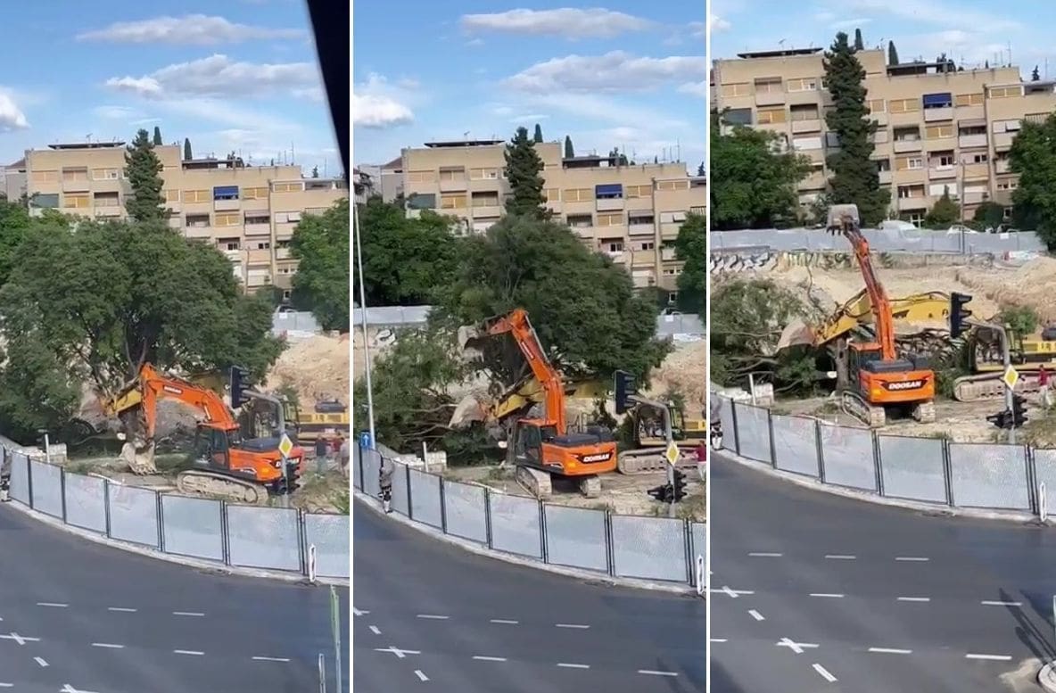 "UPOZORENJE, UZNEMIRUJUĆA SNIMKA" Čarobno drvo s mnoštvom naziva nestalo pod strojevima: "Srce mi plače"