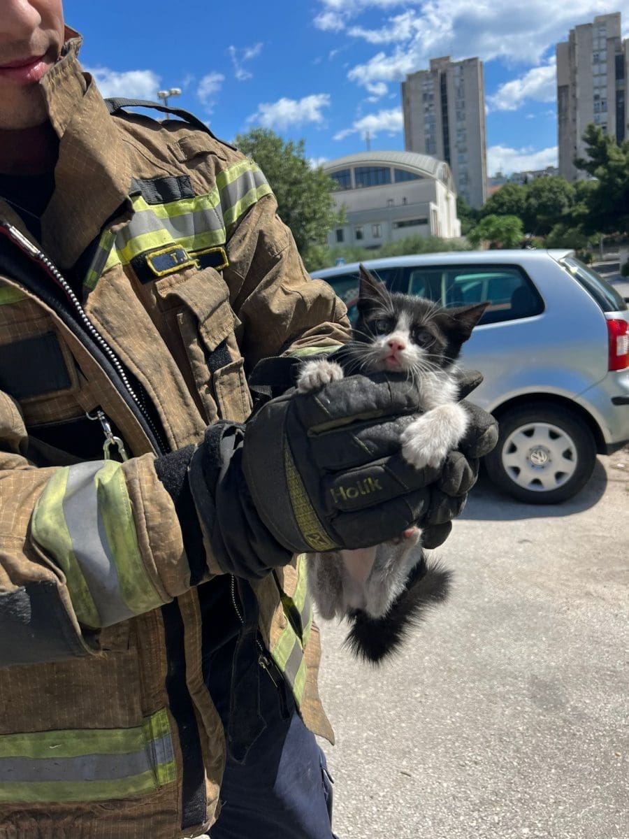 vatrogasci spasili macica 4 