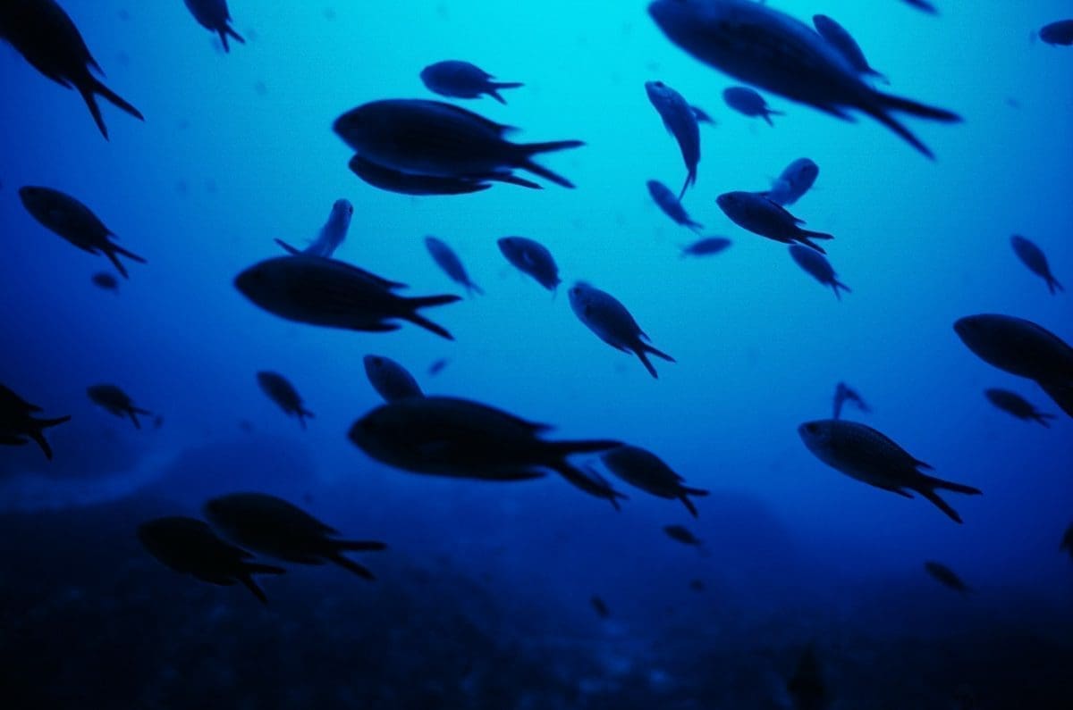 KAMPANJA UDRUGE SUNCE More puno života – za zaštićena područja