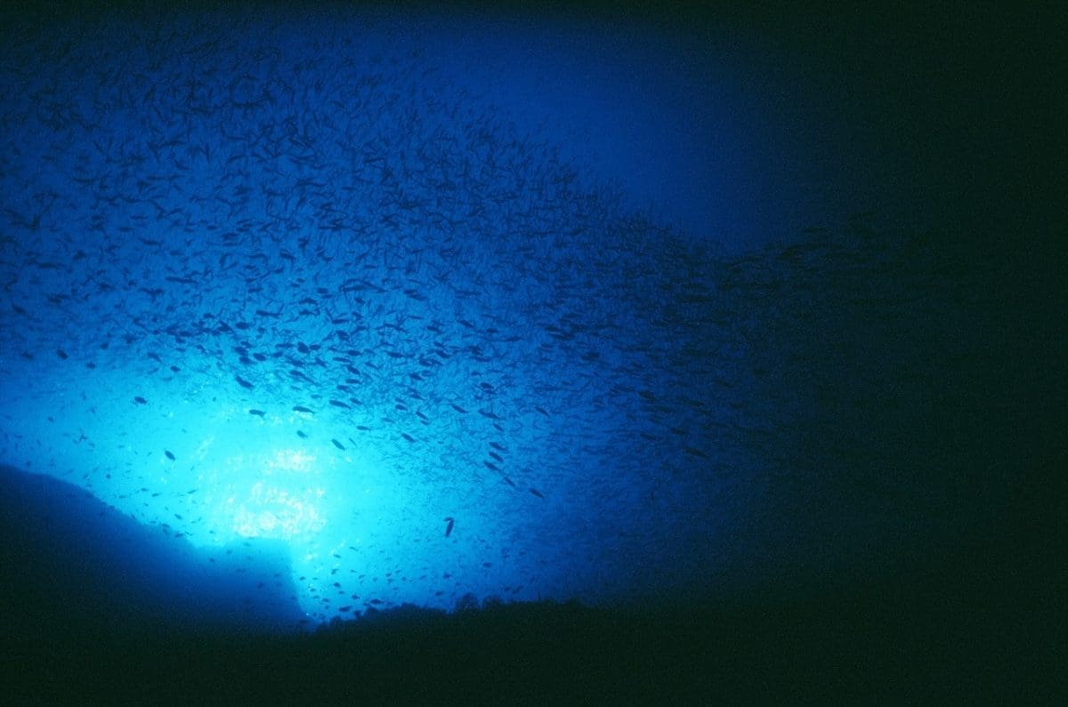 Kampanja Za more puno ivota plavo vis d