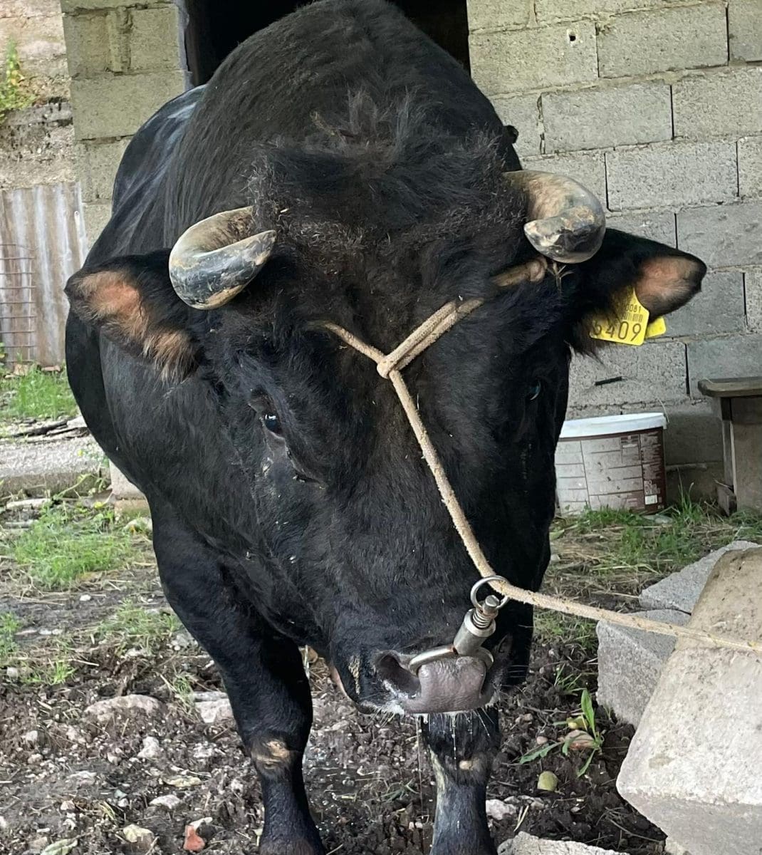 bikijada sestanovac 8