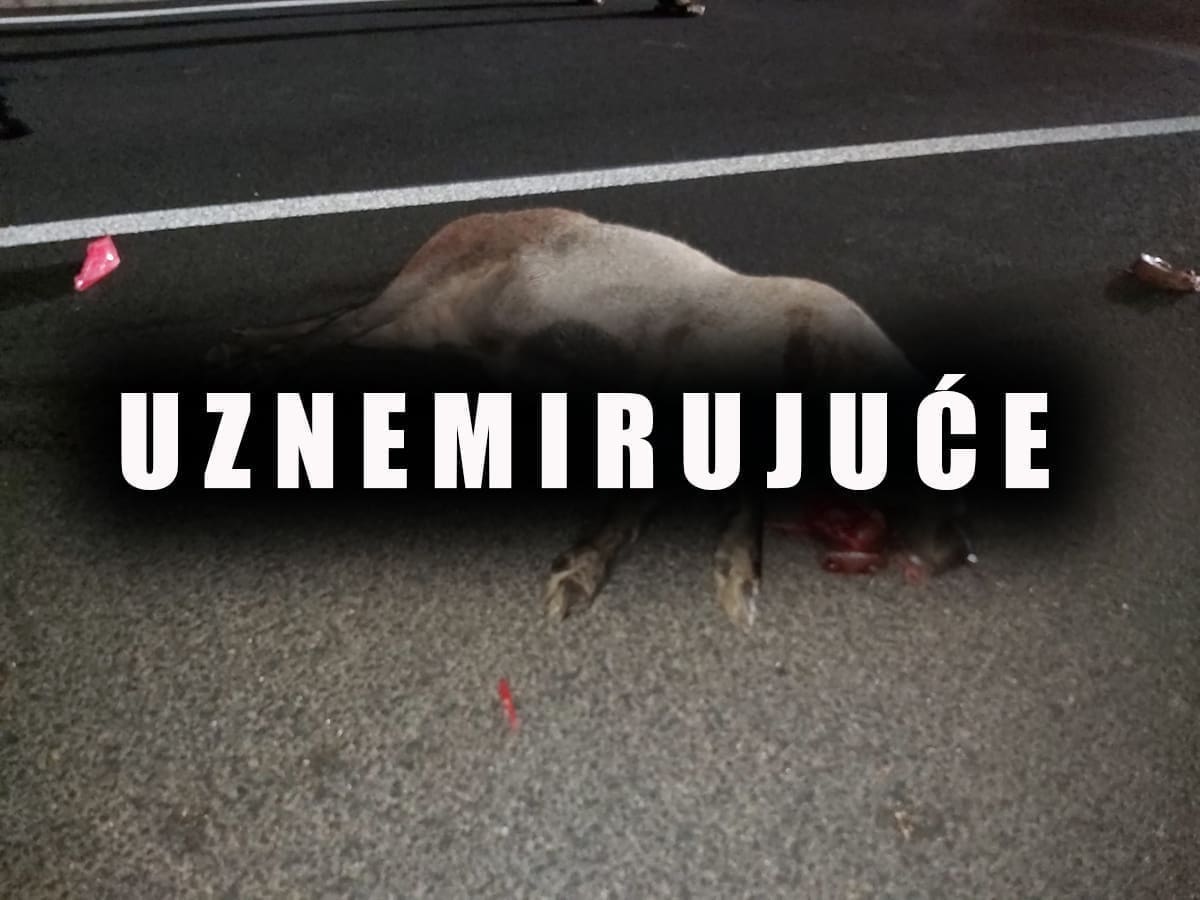 VIDEO Auto na Pelješcu naletio na divlju svinju. Vozilo je neprepoznatljivo, a životinja uginula