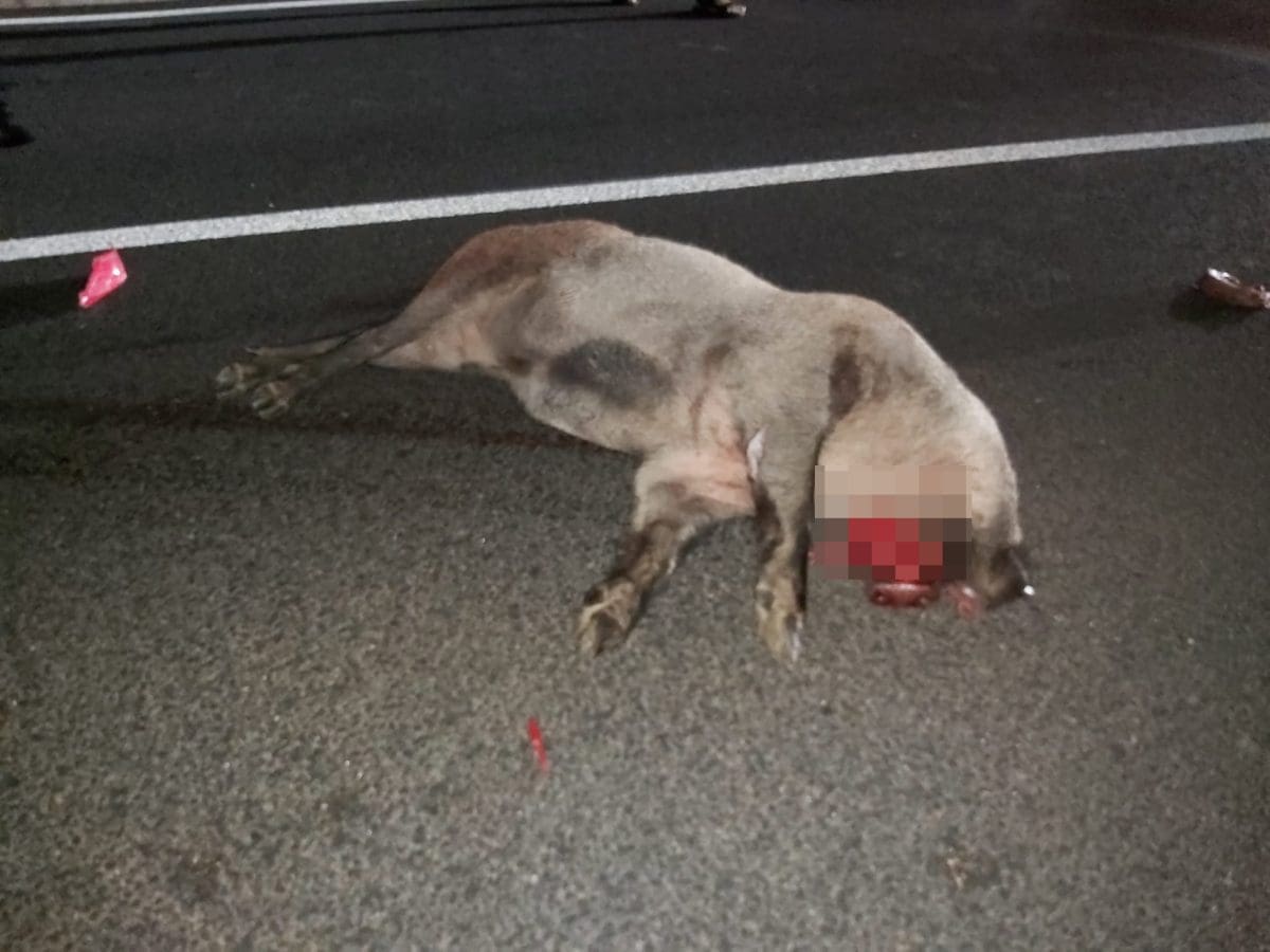 divlja svinja prometna2