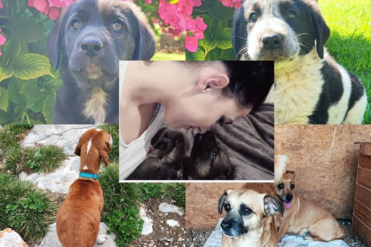 PRIČA IZ ZAGORE VRIJEDNA DIVLJENJA Željana je svoj život nesebično posvetila psima: "Ovdje se osjećam kao da sam s druge planete i da ne pripadam tu"