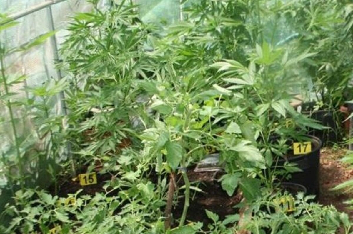 Zabrinjavajući trendovi: "Broj konzumenta marihuane porastao je za sto posto"