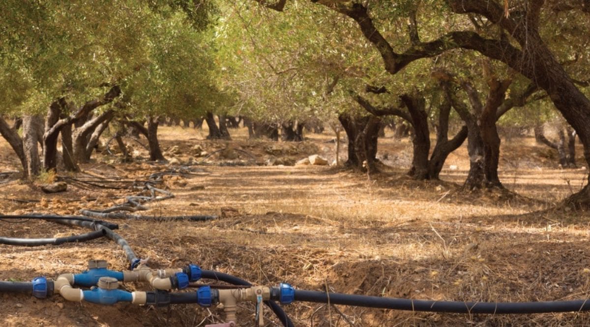 Maslinarstvo treba programe