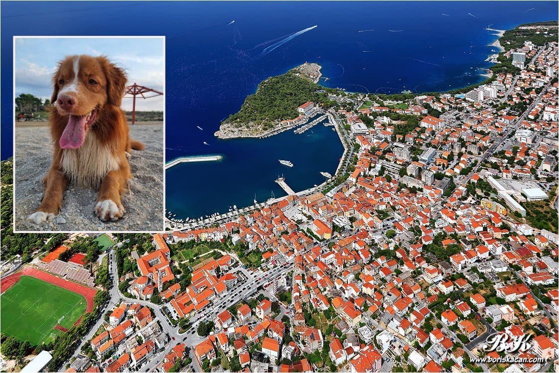 NEUTJEŠNI VLASNICI MOLE ZA POMOĆ Jeste li ga vidjeli? U Makarskoj nestao Togo