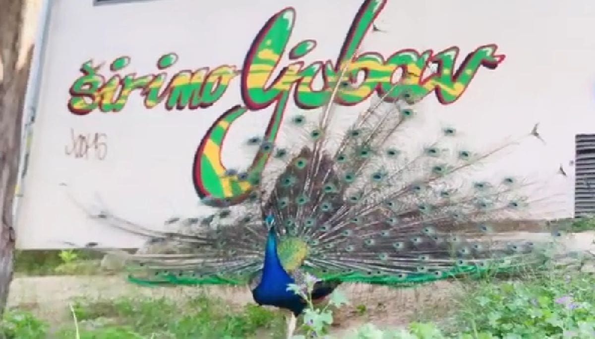 "ŠIRIMO LJUBAV" Ovaj splitski paun kao da je znao gdje raširiti svoja krila