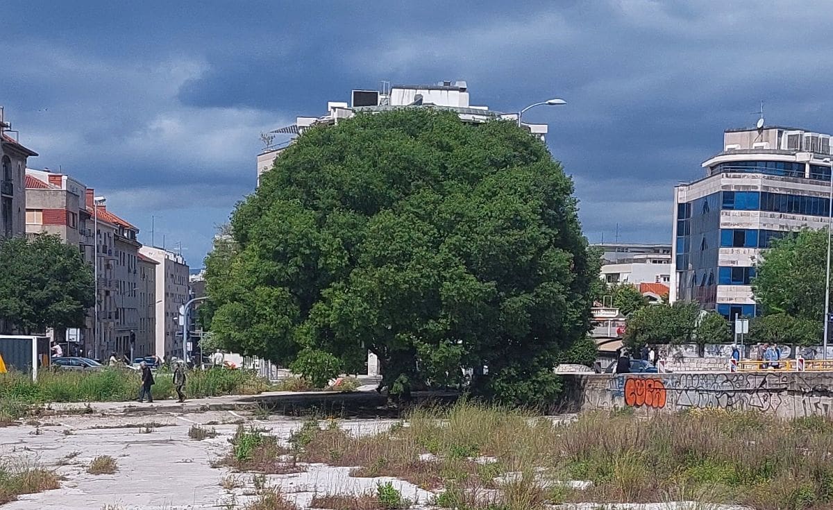 small mall pelegrinka