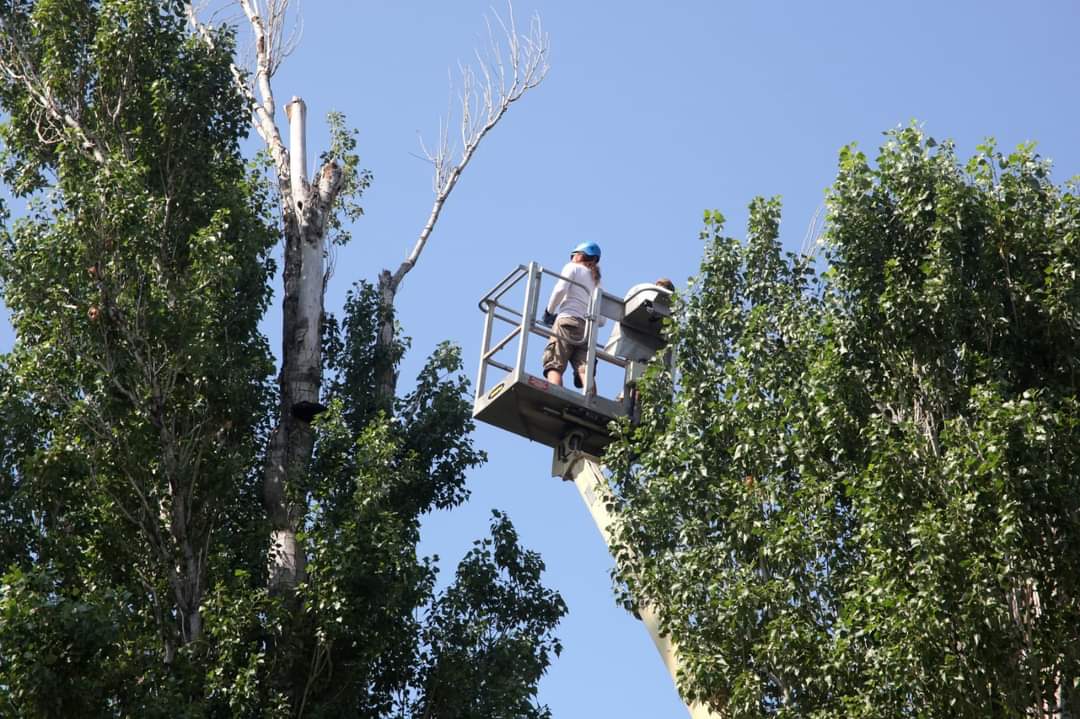 RADOVI U SOLINU Ninčević: "Popilat će grane na tridesetak stabala"