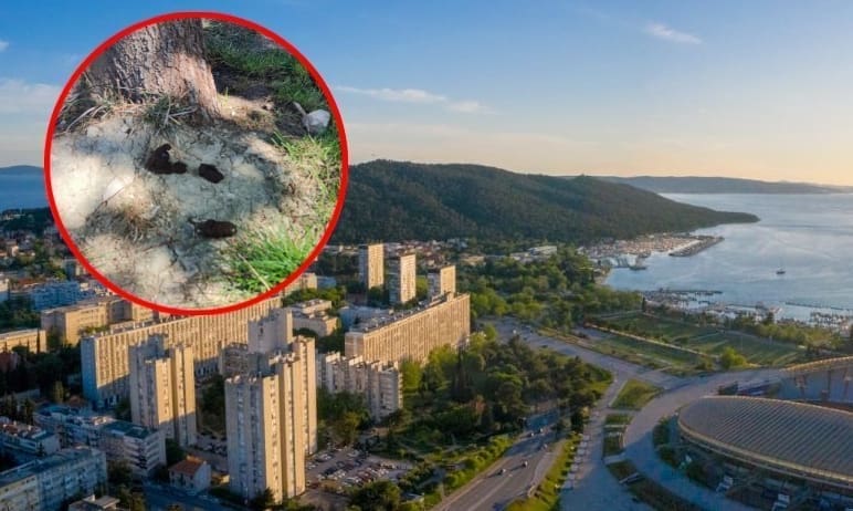 TKO NAS TO ČASTI LJUDSKIM IZMETOM? Degutantni prizori: Spinut je spopao serijski seronja, dvije su vrste ljudskih g****a....