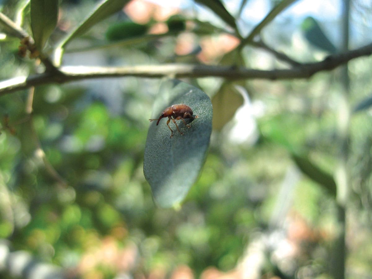 VRIJEME POJAVE DRUGE GENERACIJA MASLININOG MOLJCA, USKORO I MUHA Treba mijenjati sredstva protiv štetnika
