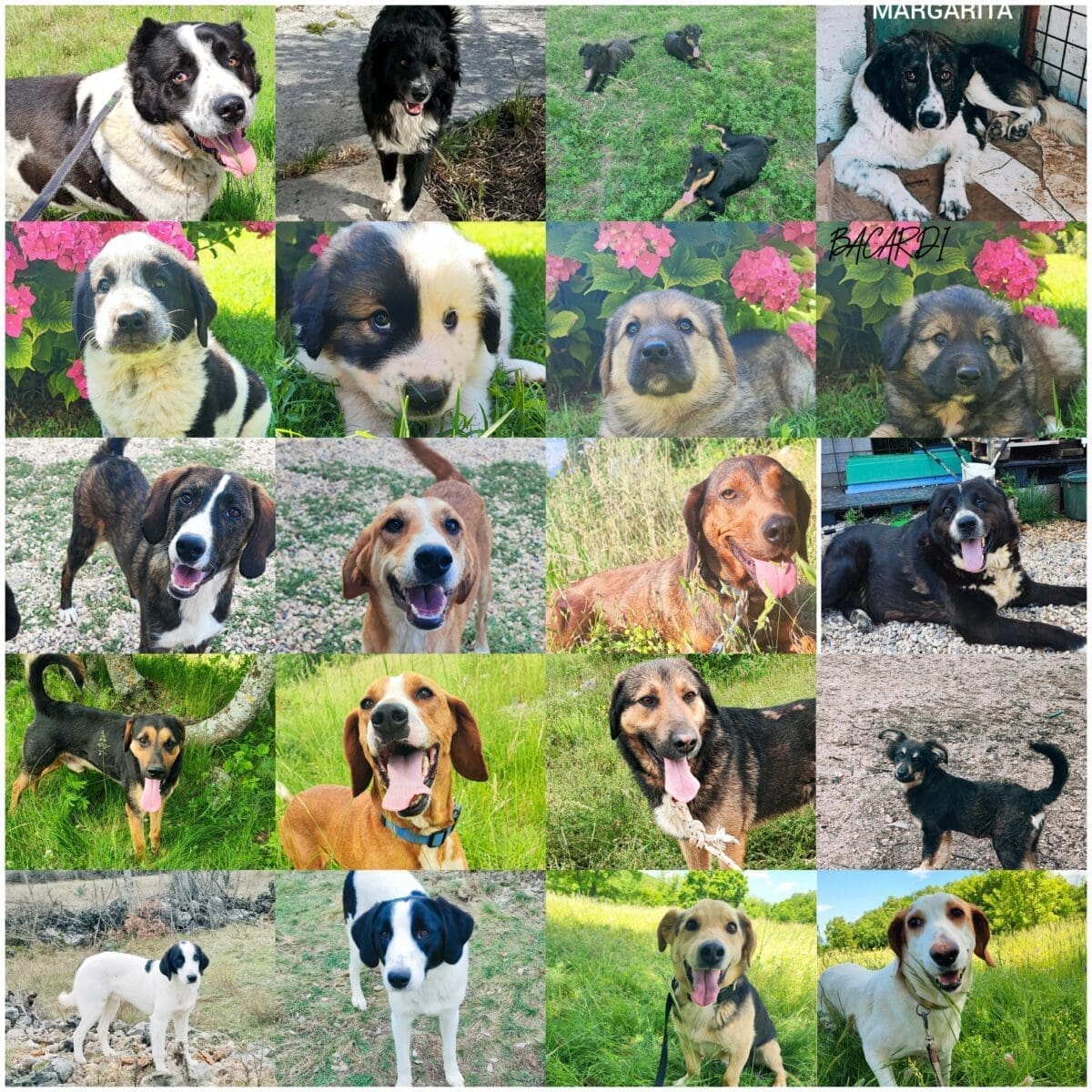 udruga berta knin 16