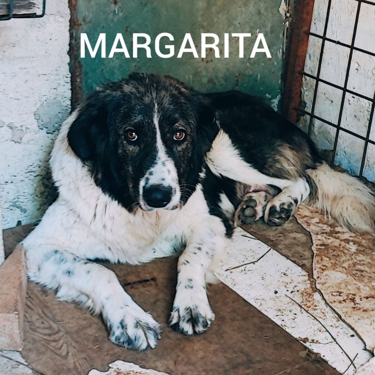 udruga berta knin 23