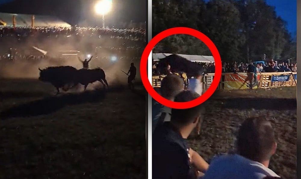 INCIDENT NA BIKIJADI Bik preskočio ogradu, u publici nastao kaos