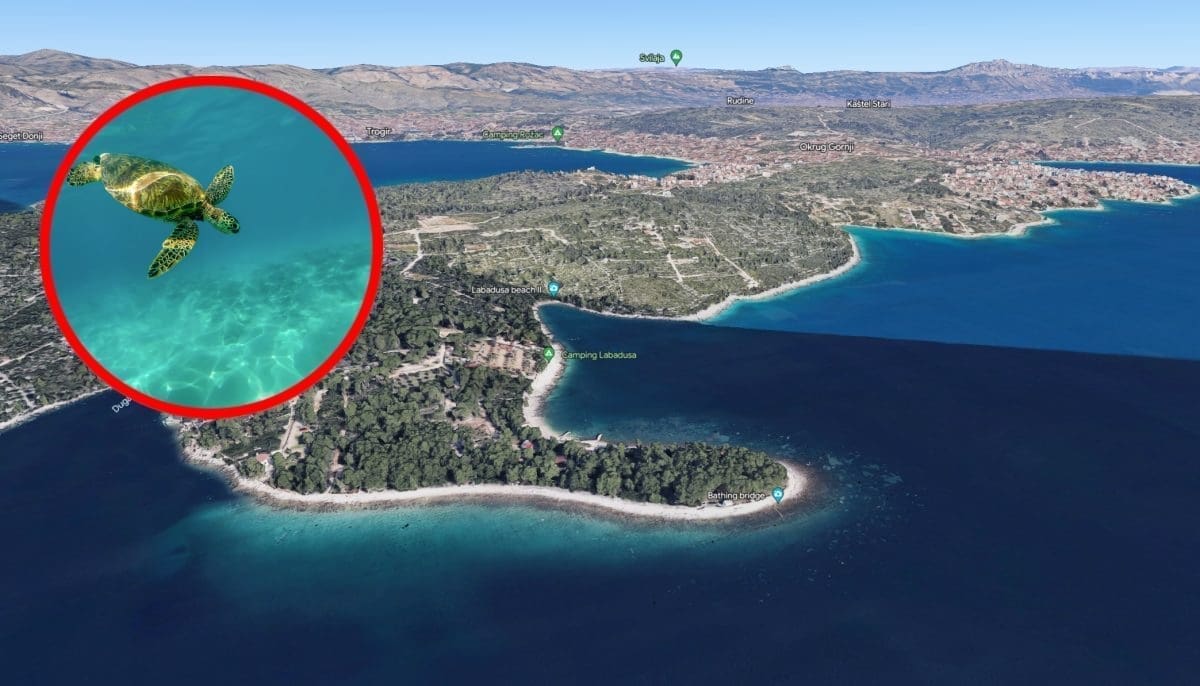 ŠOKANTAN SLUČAJ S ČIOVA Kornjača napala ženu, ugrizla ju za leđa: "Čuo se vrisak, svi su bili u nevjerici!"