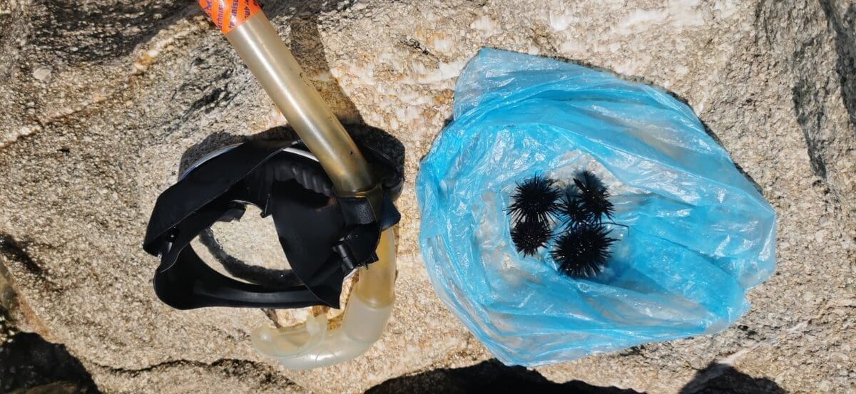 Koncesionari plaža dijelom su odgovorni za ubodne ozljede od ježinaca kod kupača