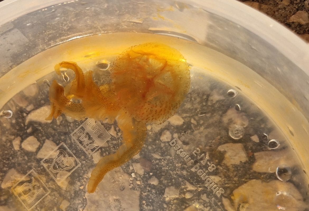 MEDUZE POHARALE PLAŽU Kupači zabrinuti: "Opekle su puno ljudi, danima ih je puno more, ne kupamo se"