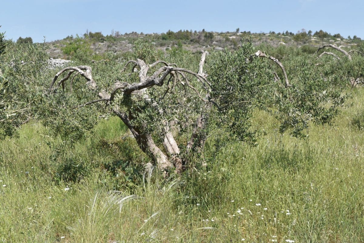 Evo kojim sortama pogoduje ljetna rezidba