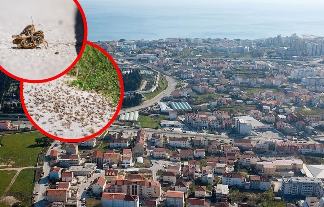 POŠAST NA ISTOKU SPLITA, A GRAD NE MOŽE POMOĆI: "Ne mogu živit od njih, ima ih posvuda. Čak i u krevetu. U 20 godina nisam vidio ovako nešto"