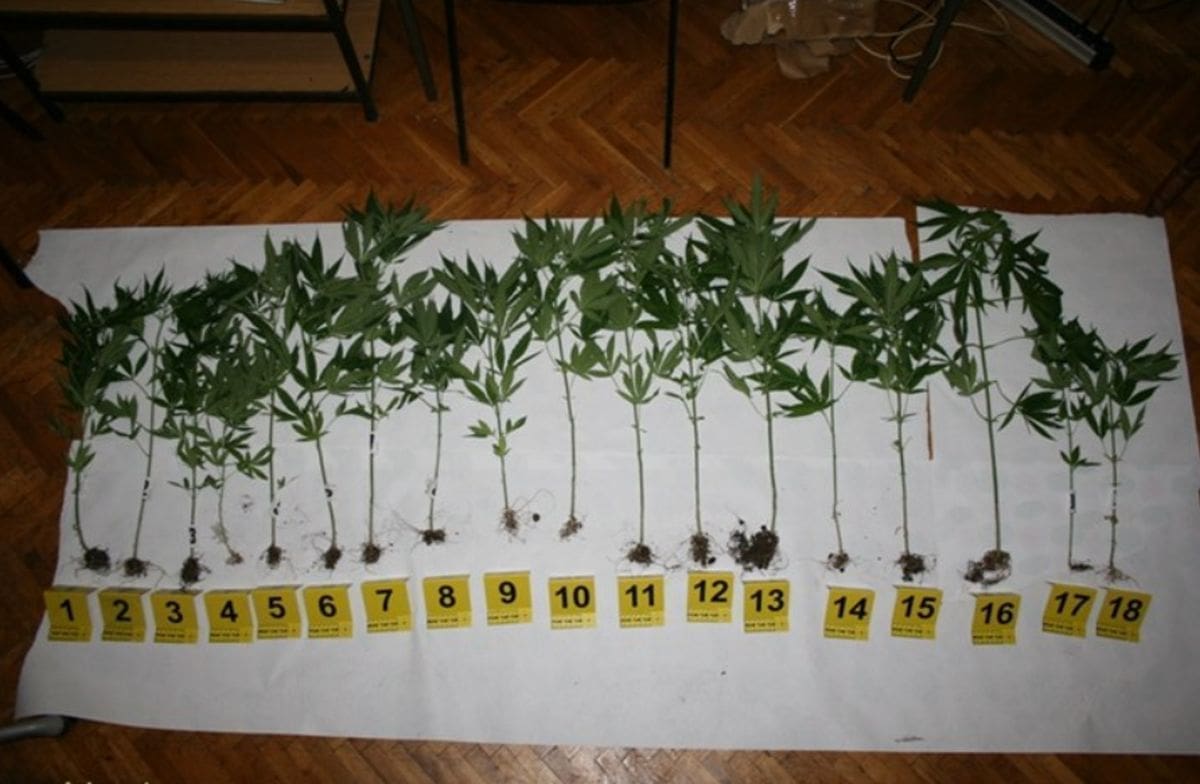 Prijavljen 45-godišnjak zbog uzgoja marihuane i industrijske konoplje