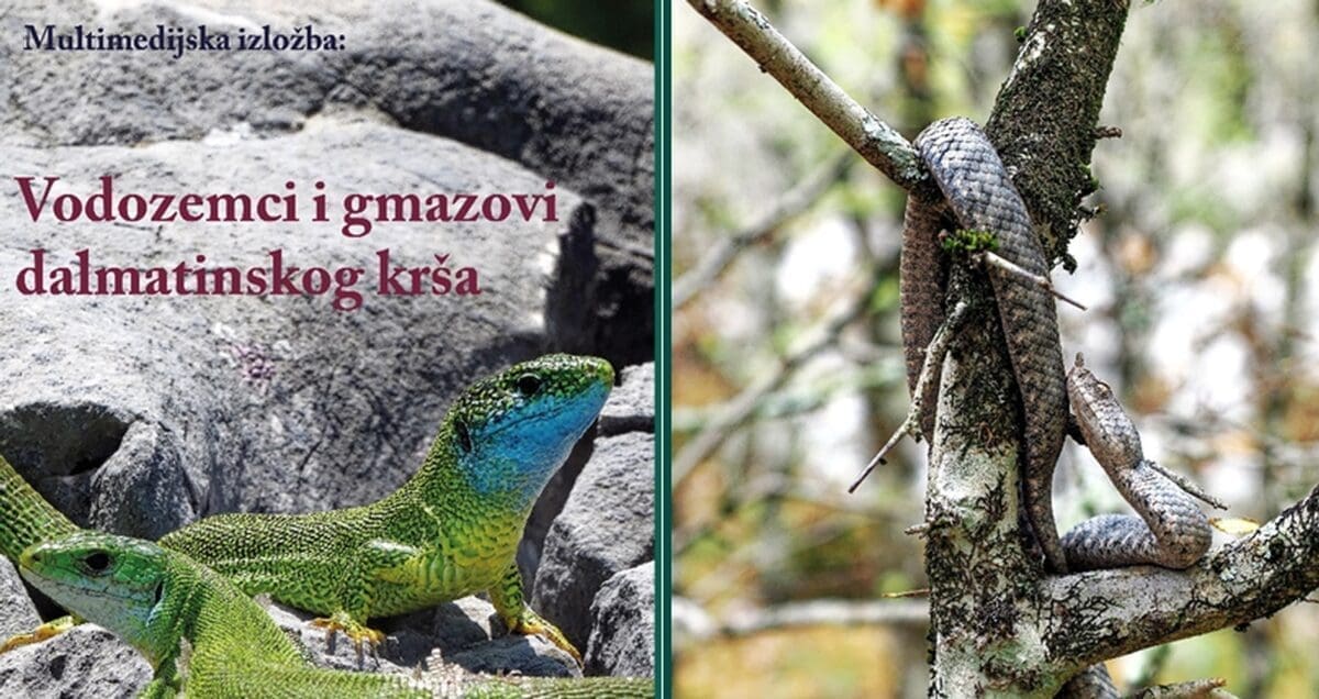 IZLOŽBA Vodozemci i gmazovi dalmatinskog krša u splitskom Prirodoslovnom muzeju