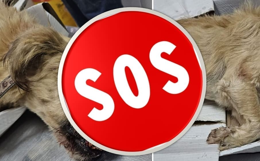 BRUTALNO PRETUKAO PSA Policija: "Uhićen je. Lopatom je napao tri psa, jedan je teško ozlijeđen!"