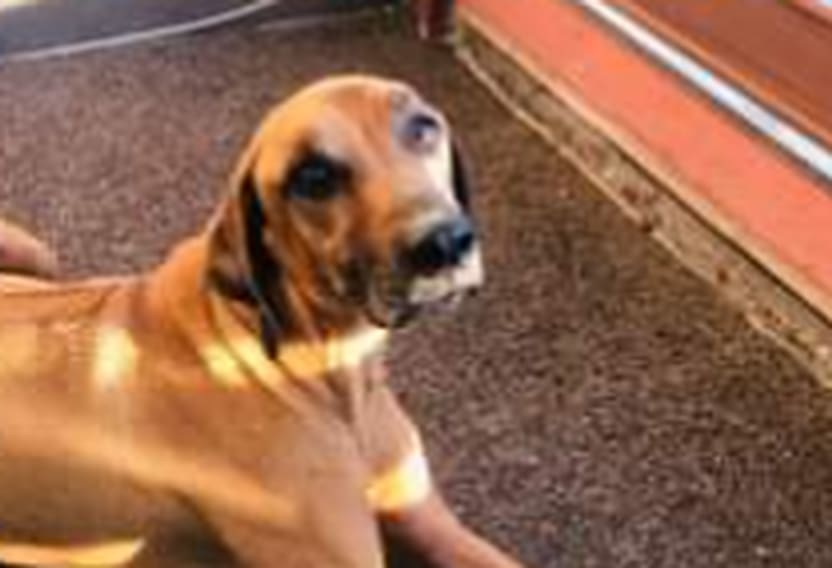 MOŽETE LI POMOĆI? U Dalmaciji nestao pas, poznata udruge moli građane: "Troškovi će biti podmireni"