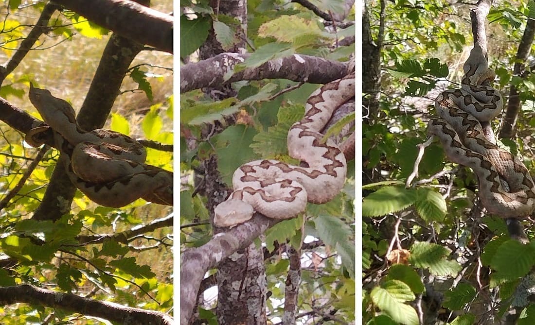 BLISKI SUSRET U PRIRODI Dalmatinac šetao šumom, pa na grani naišao na neželjenog gosta: "Pripazite se..."