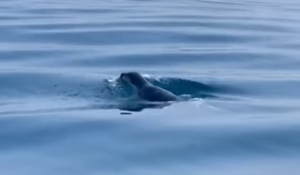 SUSRET SA SREDOZEMNOM MEDVJEDICOM Korčulanin: "Da sam bio sam, mislio bih da sam poludio!"