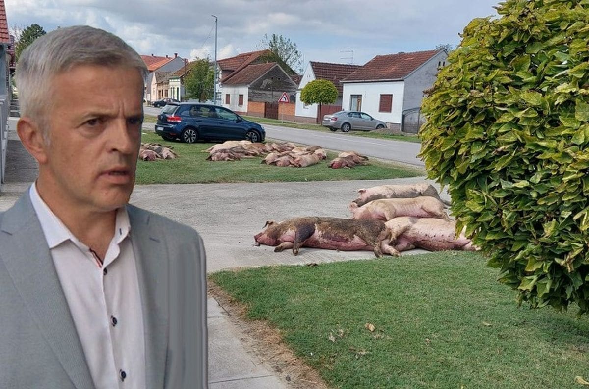 Državni tajnik o mrtvim svinjama na ulici: "Ne vidim veliki problem i ne bih rekao da je itko zakazao"