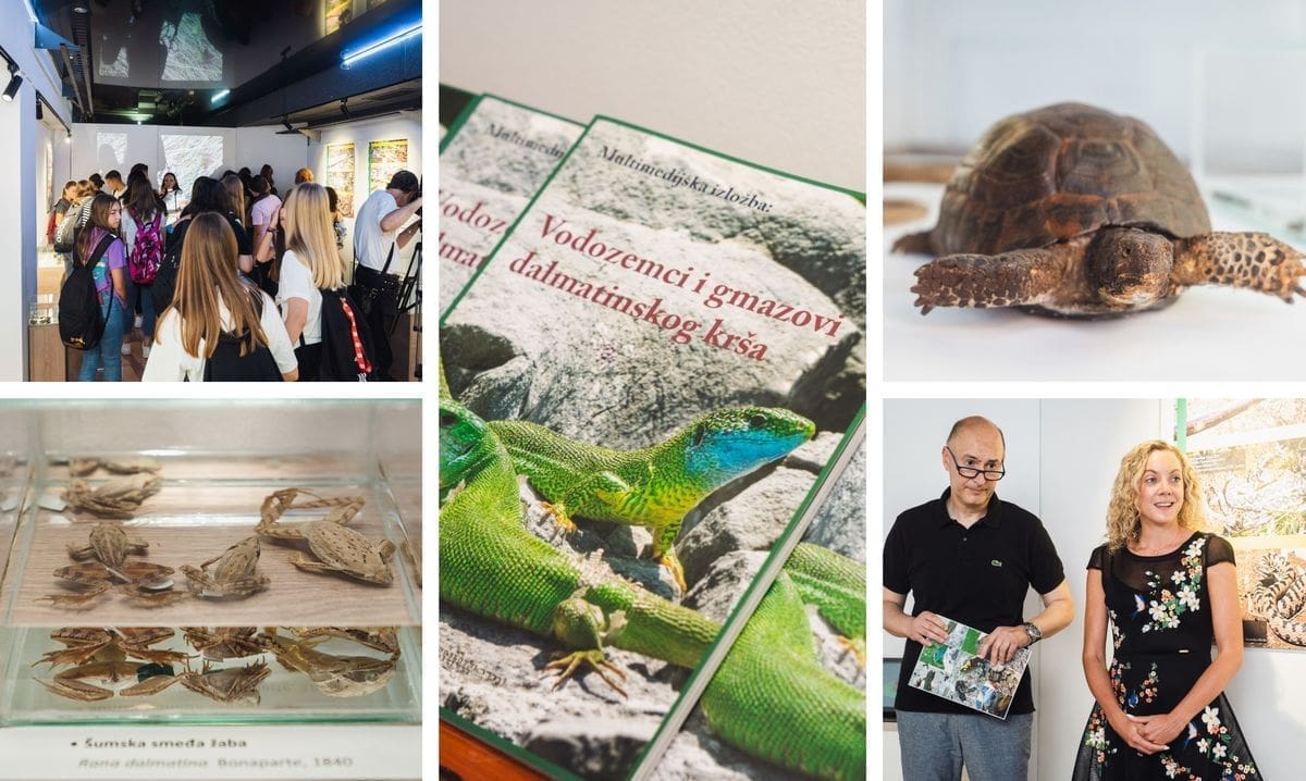 VODOZEMCI I GMAZOVI DALMATINSKOG KRŠA Otvorena zanimljiva izložba u splitskom muzeju koji iduće godine slavi sto godina postojanja