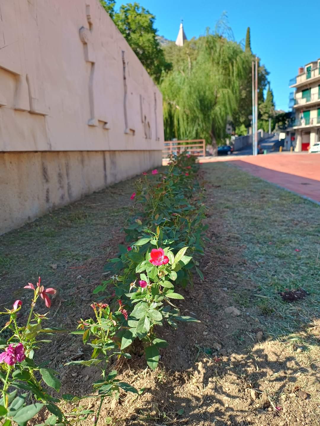 zrnovnica crveni trg 3