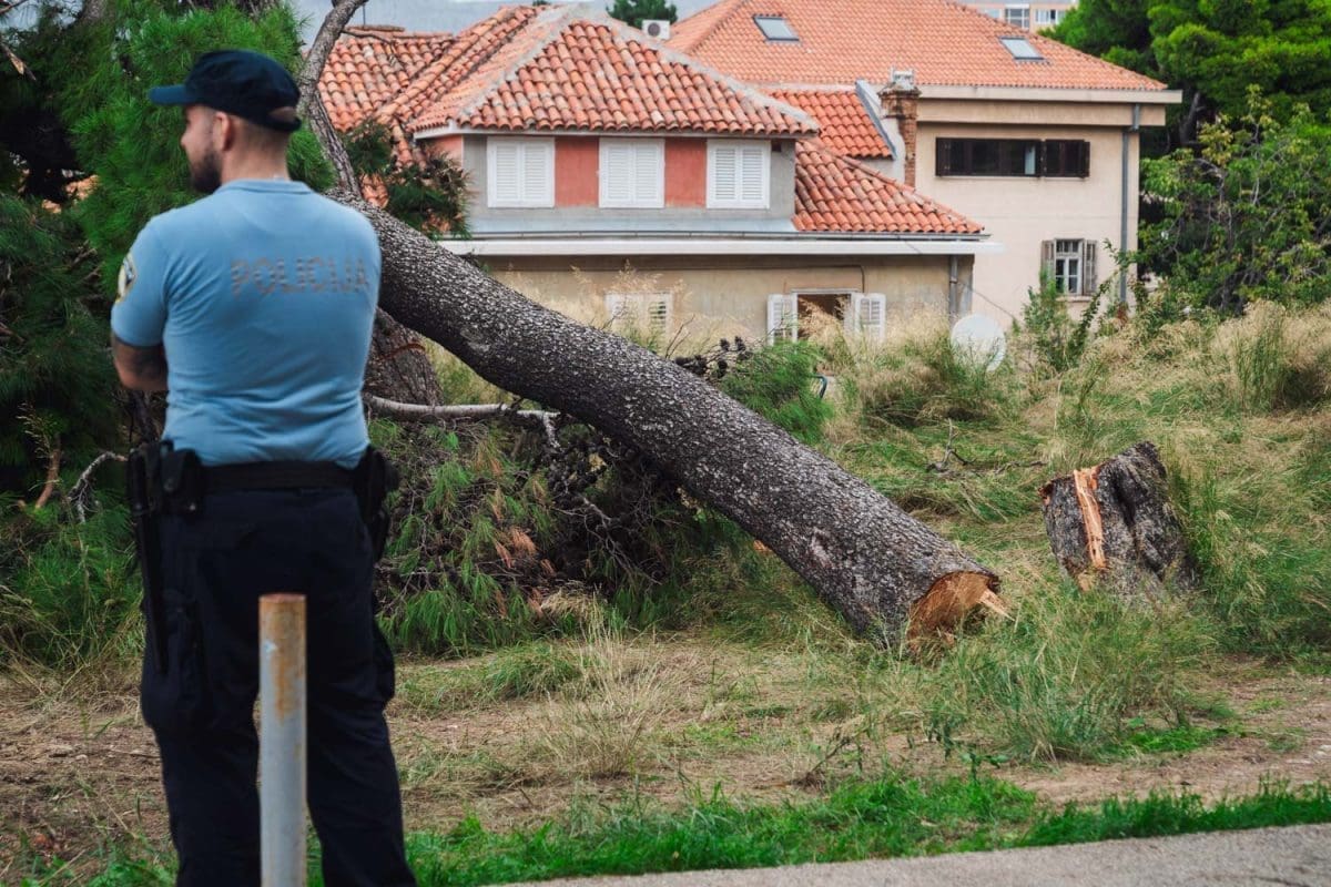 10 31 stablo gripe 3