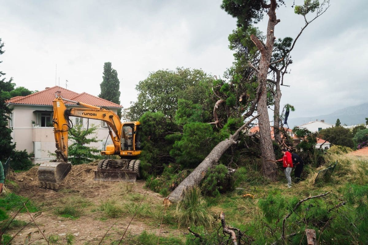 10 31 stablo gripe 6