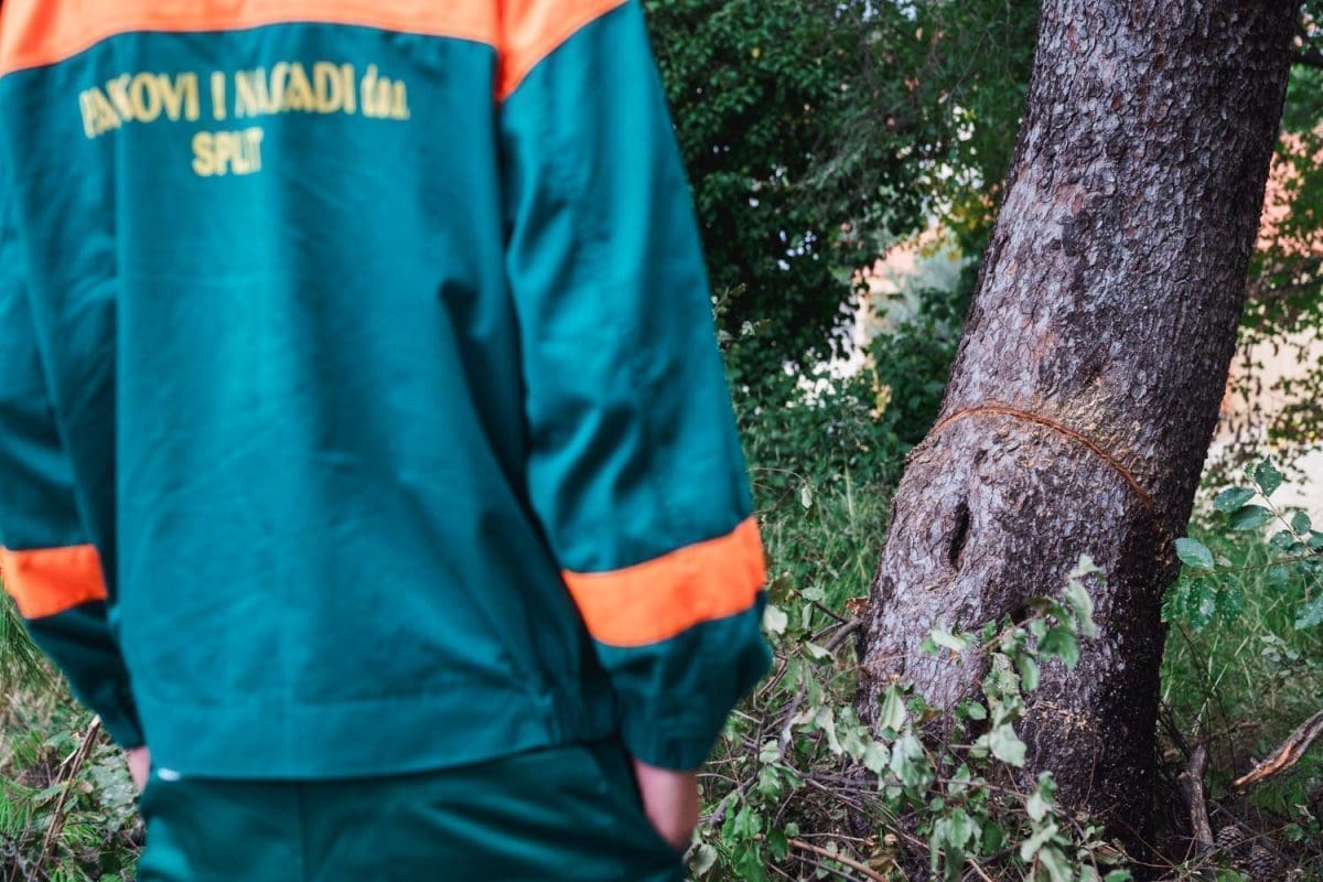 NA TVRĐAVI GRIPE SIJEKU SE STABLA, U SLUČAJ UKLJUČENA I POLICIJA Urlić: "Ovo je divljaštvo koje je rezultat toga što ne postoje gradski pravilnici o zaštiti zaštićenih stabala"