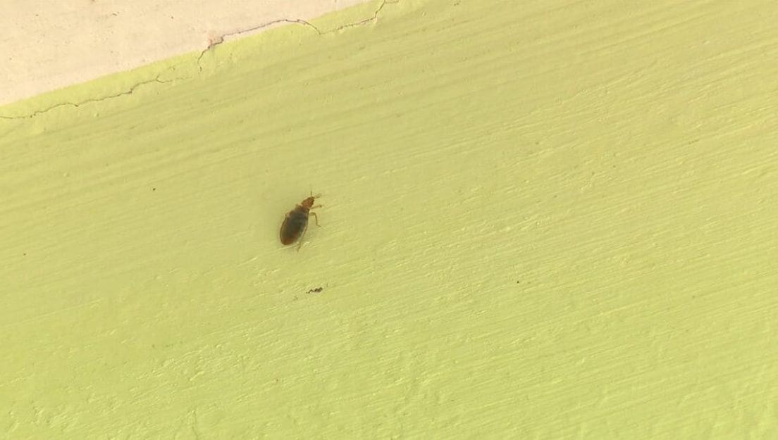 NAJEZDA STJENICA U HRVATSKOJ Brzo i lako se širi! Evo kako se možete zaštititi